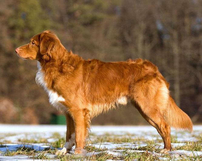 Nova Scotia Duck Tolling Retriever grooming