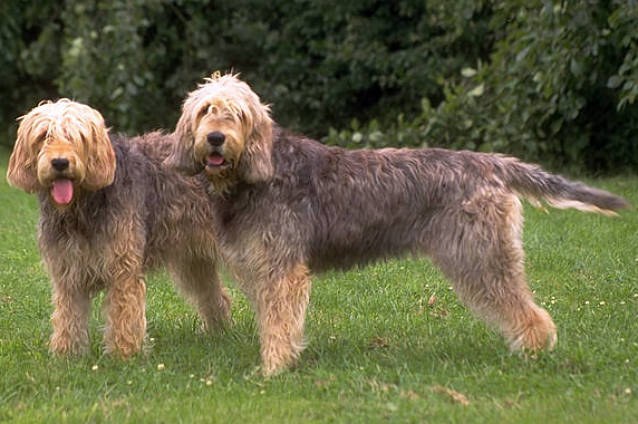 Otterhound grooming