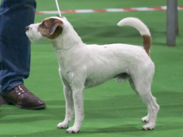 Parson Russell Terrier grooming