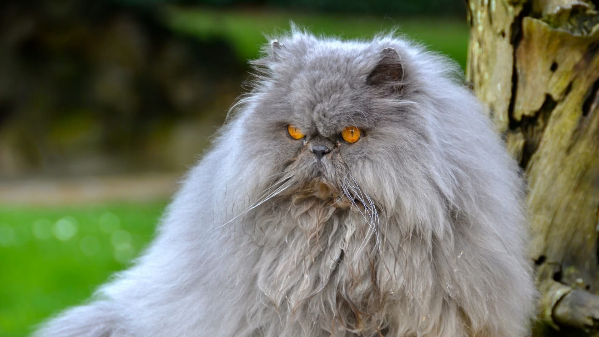 Persian grooming