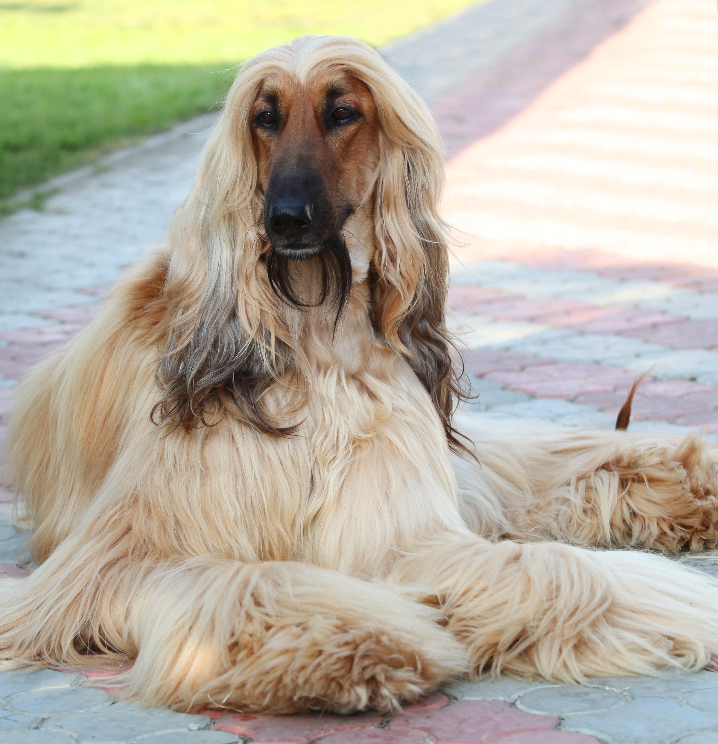 Petit Basset Griffon Vendeen
