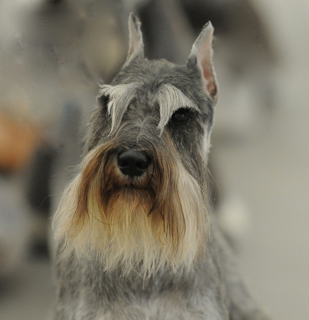Petit Basset Griffon Vendeen grooming