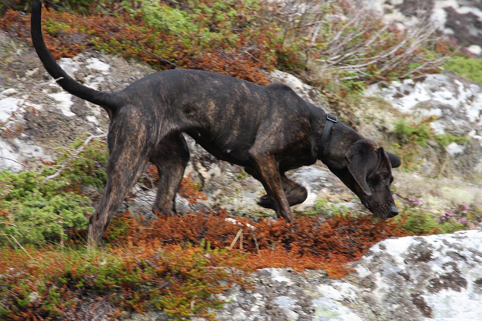 Plott Hound grooming