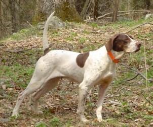 Pointer