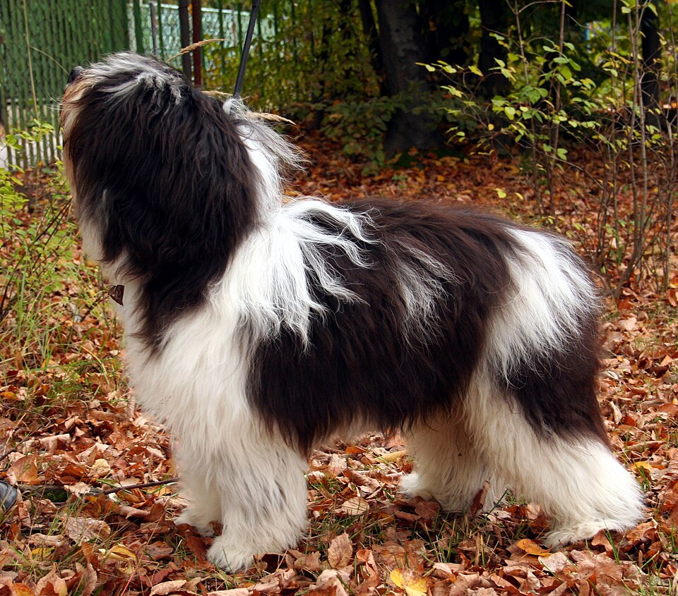 Polish Lowland Sheepdog grooming
