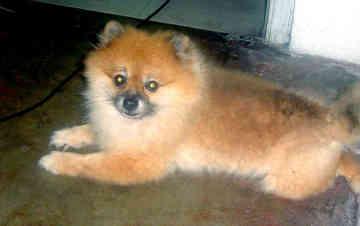 Pomeranian grooming