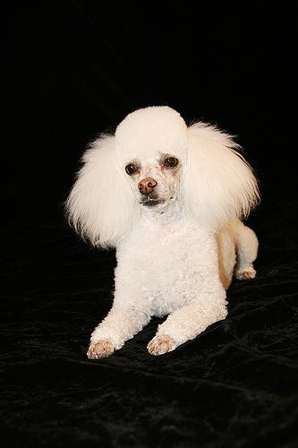 Poodle (Miniature) grooming