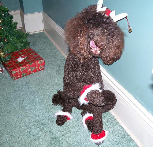 Poodle (Standard)