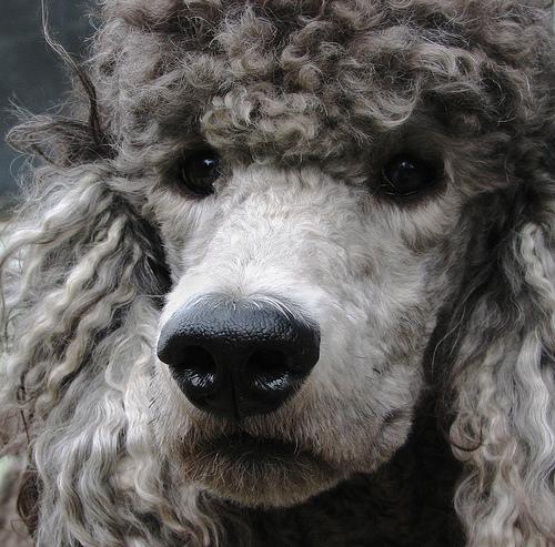 Poodle (Standard) grooming