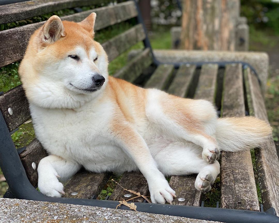 Portuguese Podengo Pequeno