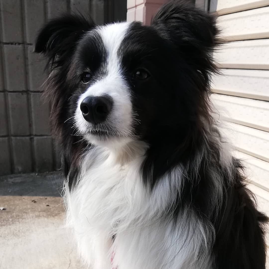 Portuguese Podengo Pequeno grooming