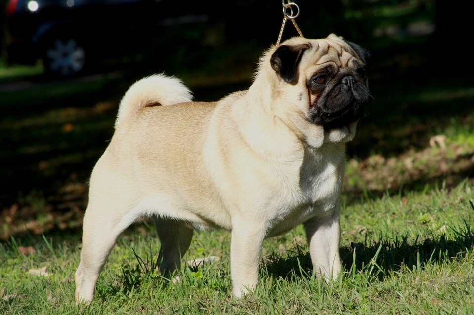 Pug grooming
