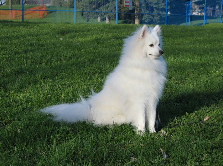 Pyrenean Shepherd