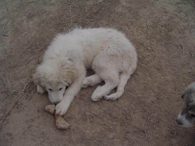 Pyrenean Shepherd grooming