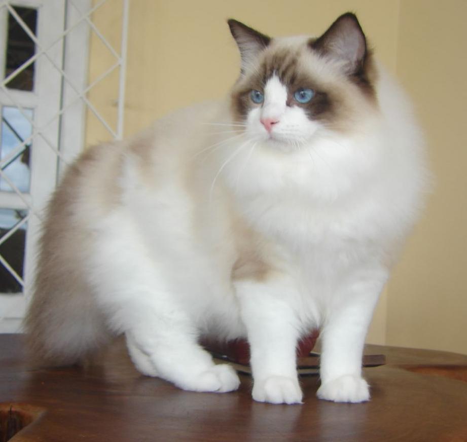 Ragdoll grooming