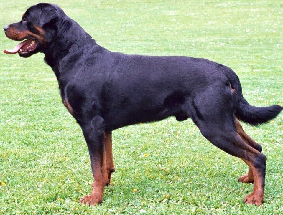 Rottweiler grooming