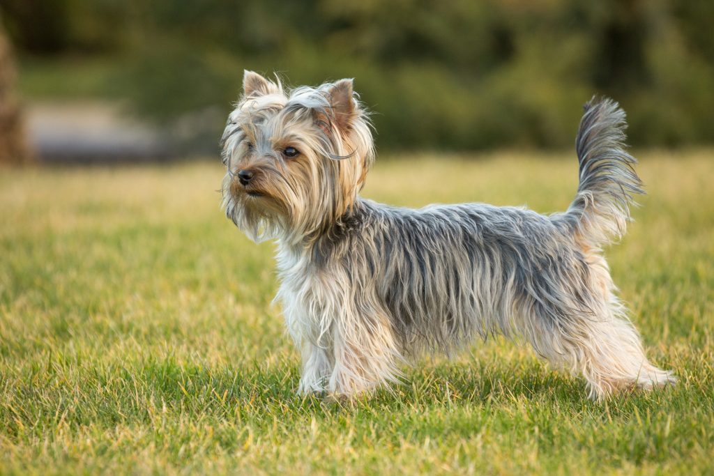 Russell Terrier