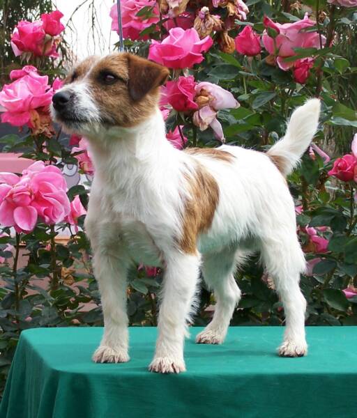 Russell Terrier grooming