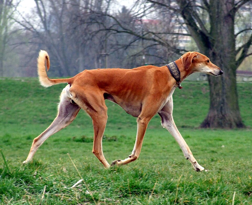 Saluki grooming