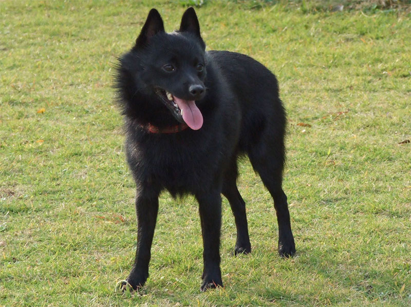Schipperke grooming