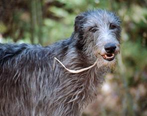 Scottish Deerhound