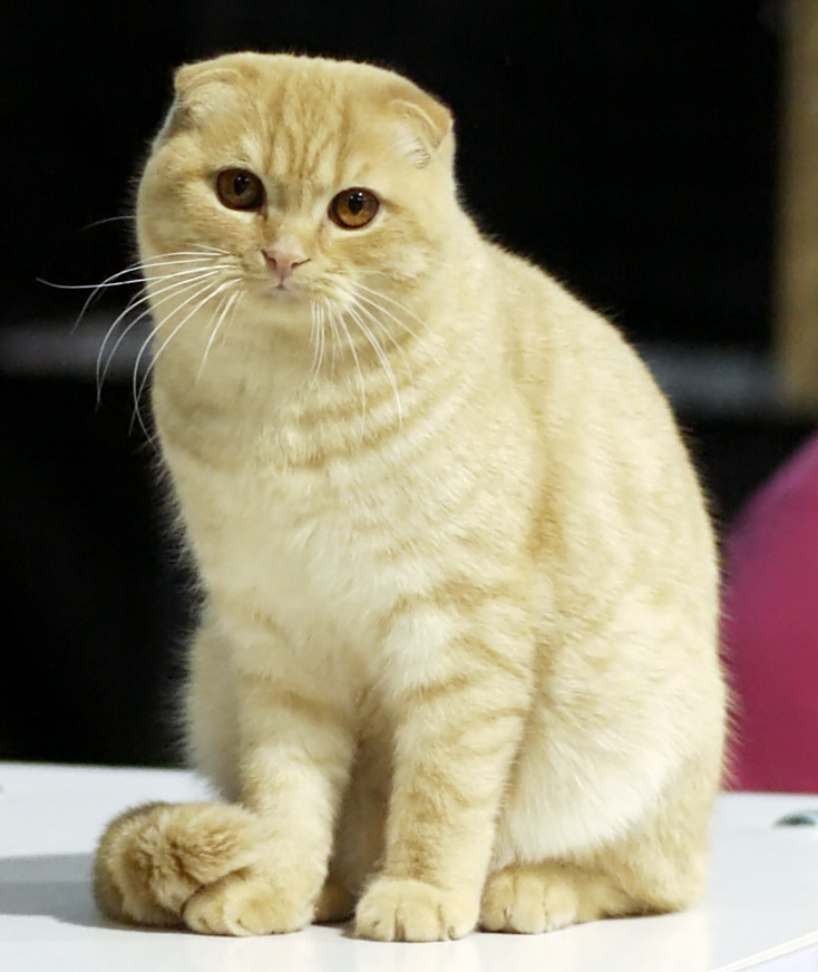 Scottish Fold grooming