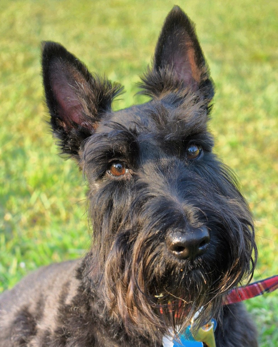 Scottish Terrier grooming