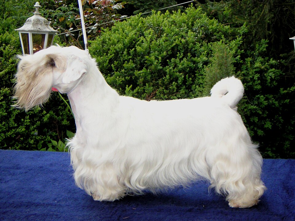 Sealyham Terrier grooming