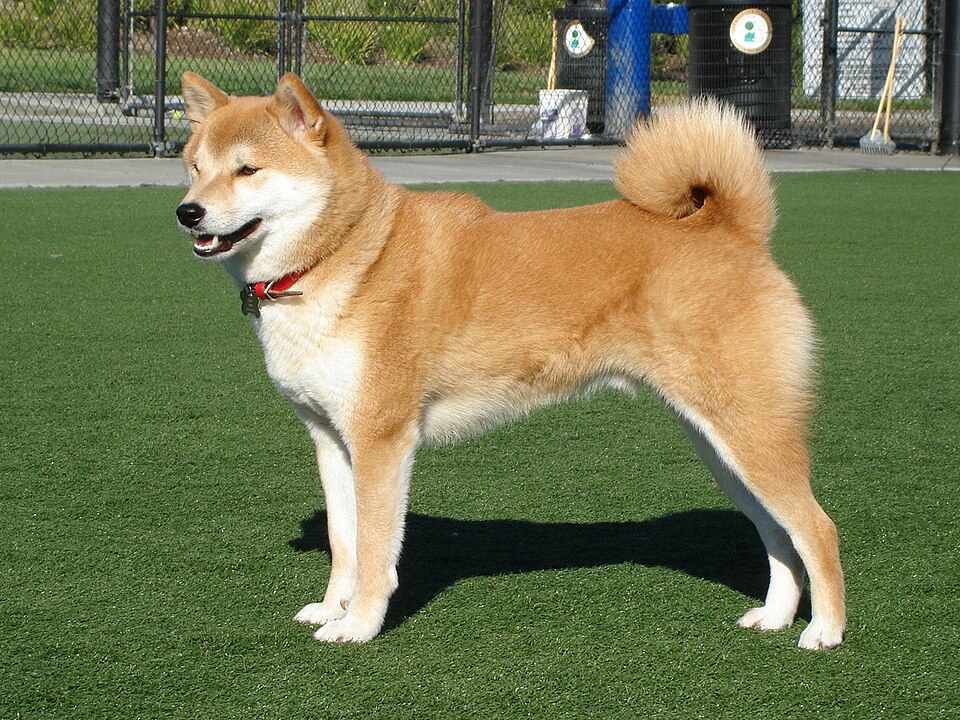 Shiba Inu grooming