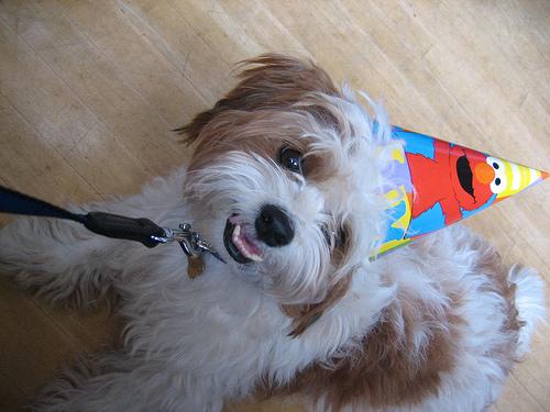 Shih Tzu