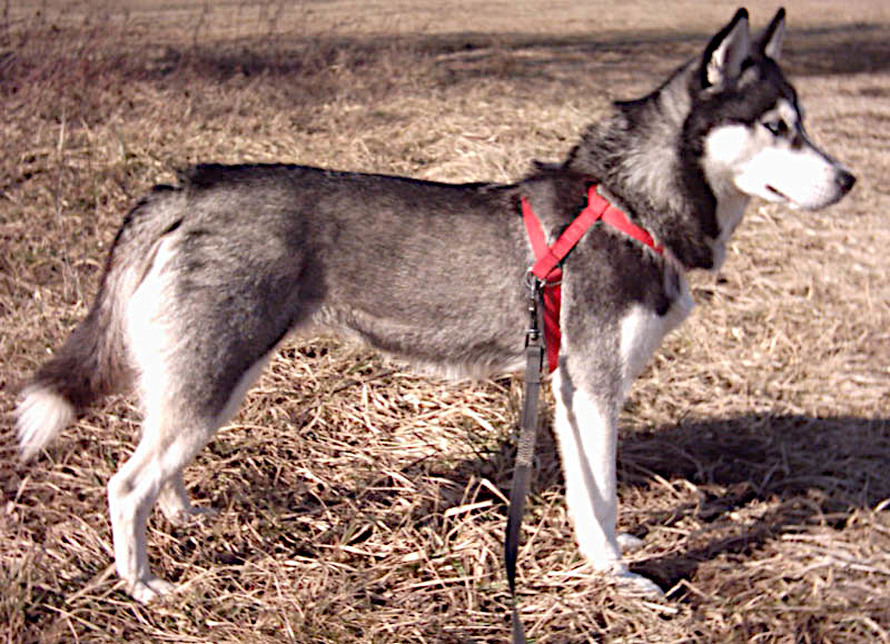 Siberian Husky grooming