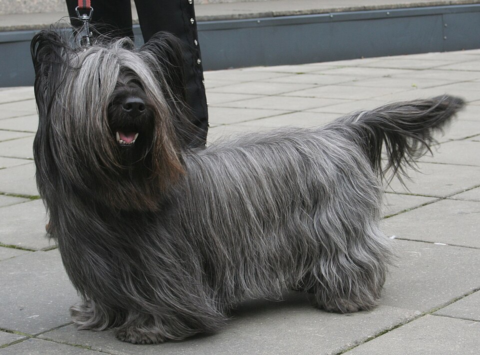 Skye Terrier grooming