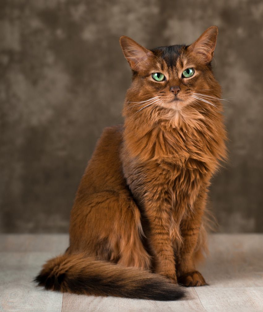 Somali grooming