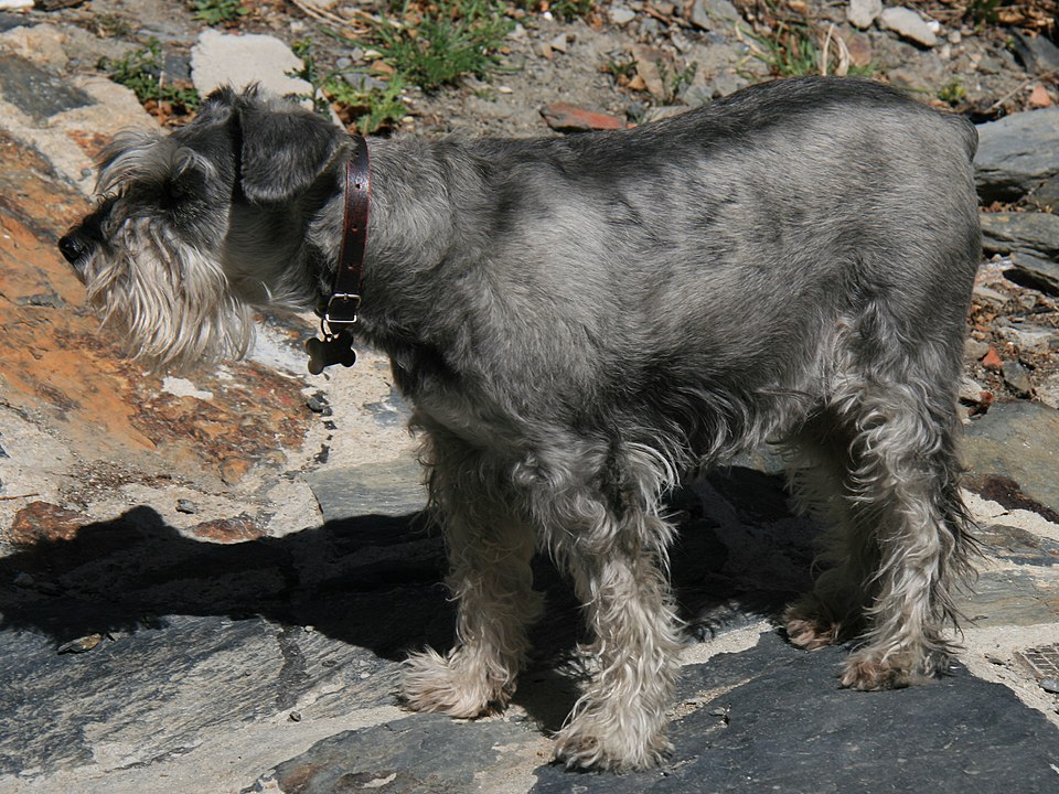Standard Schnauzer grooming