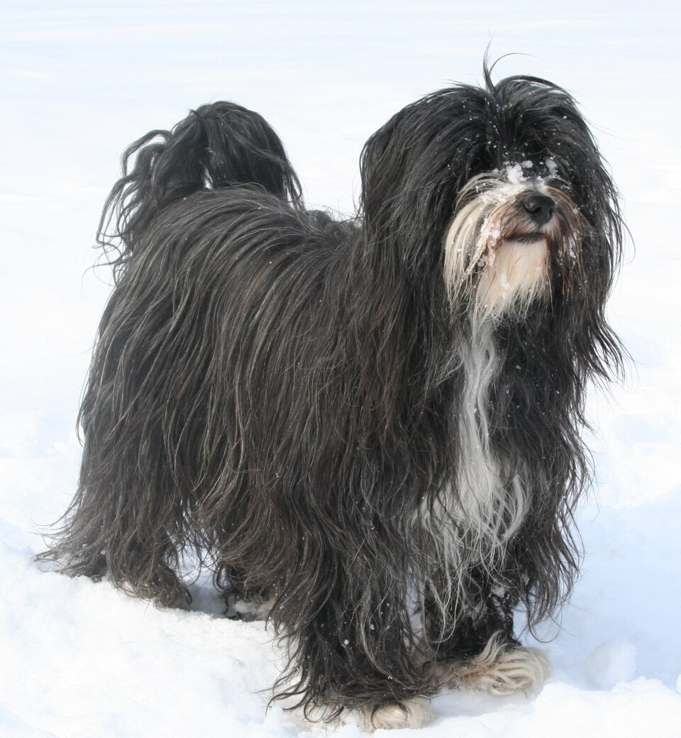 Tibetan Terrier grooming