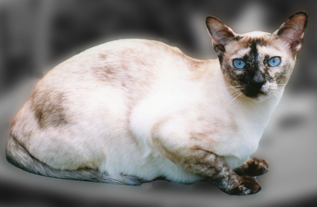 Tonkinese grooming