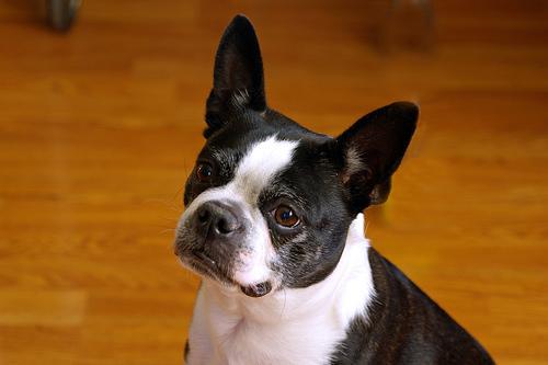 Toy Fox Terrier