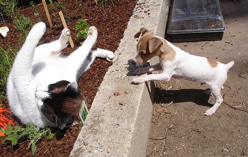 Toy Fox Terrier