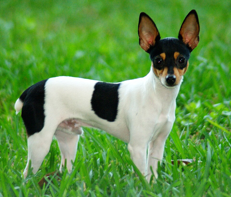 Toy Fox Terrier grooming