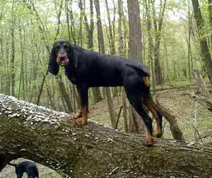 Treeing Walker Coonhound