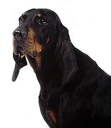 Treeing Walker Coonhound