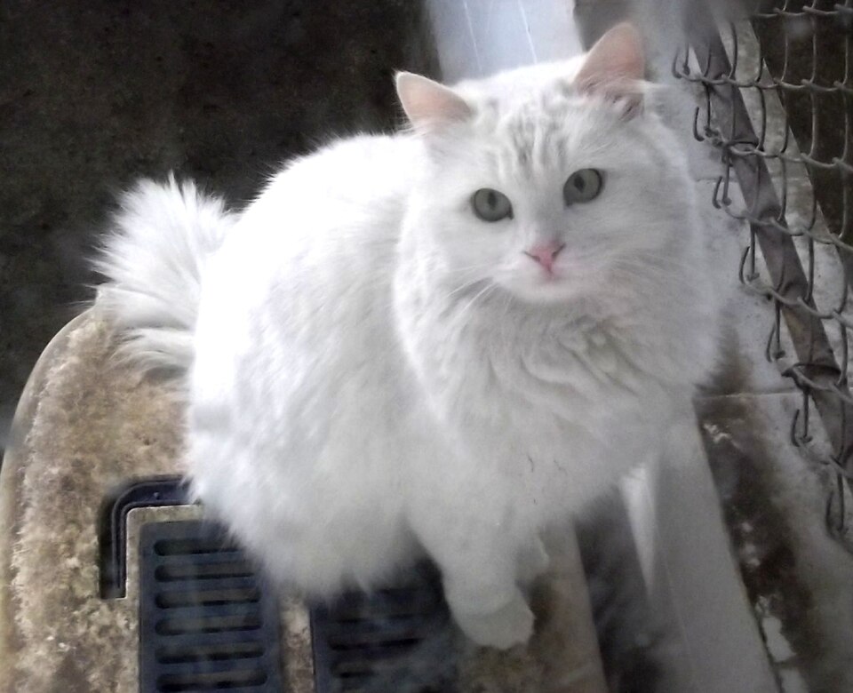 Turkish Angora grooming