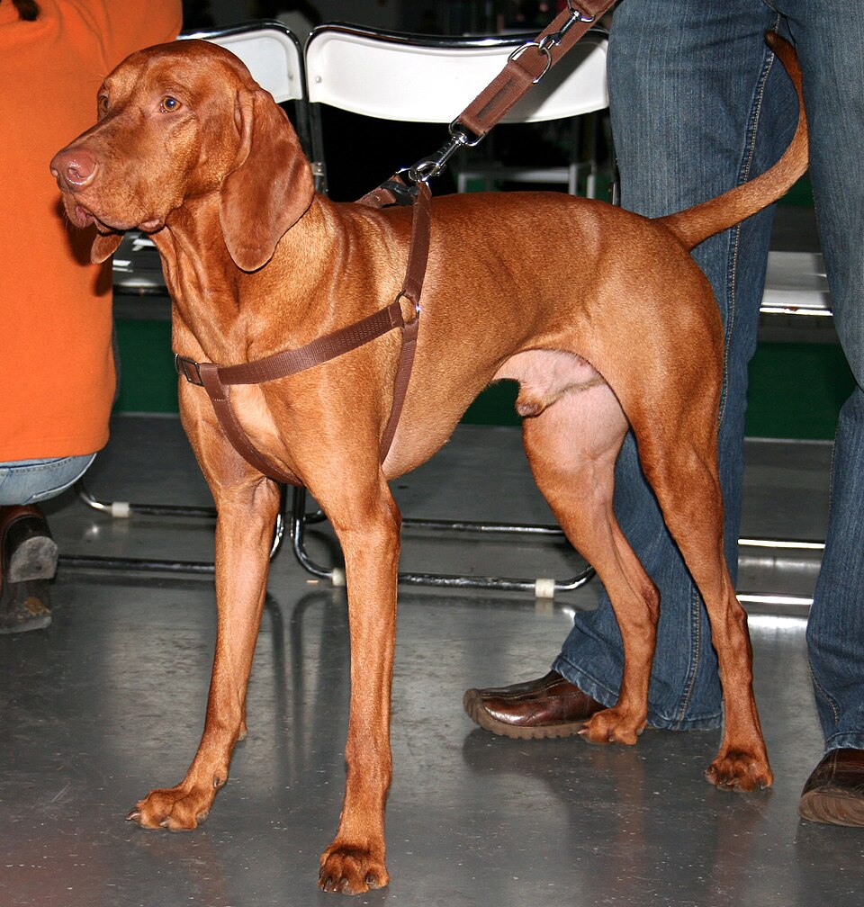 Vizsla grooming