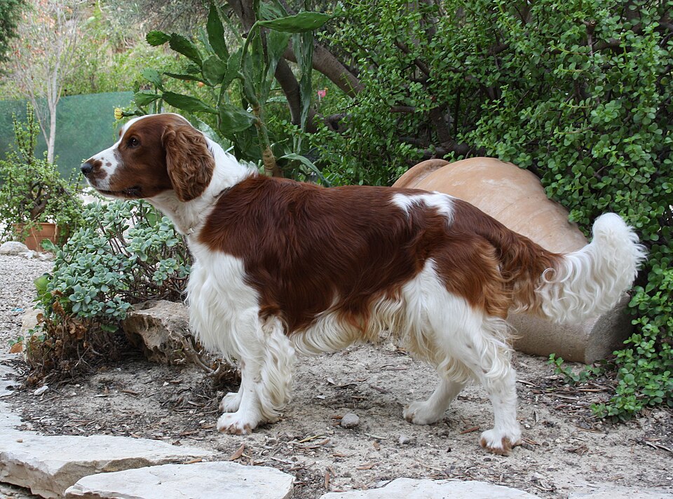 Welsh Springer Spaniel grooming