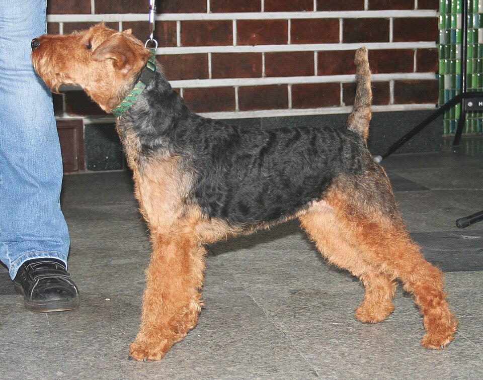 Welsh Terrier grooming