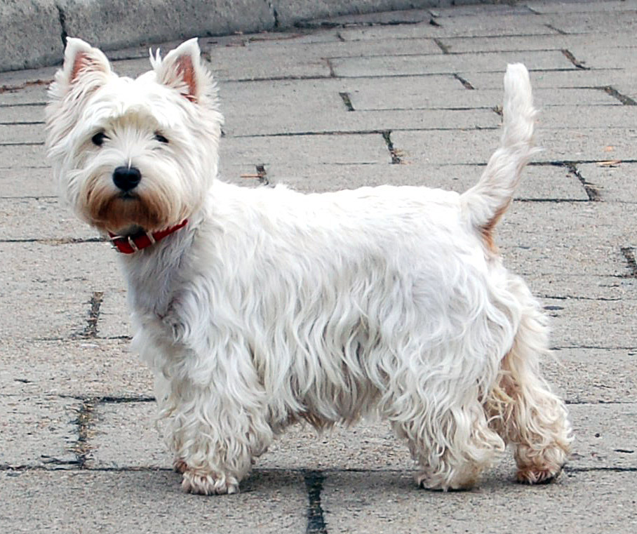 West Highland White Terrier grooming