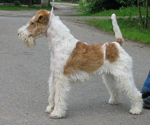 Wire Fox Terrier grooming