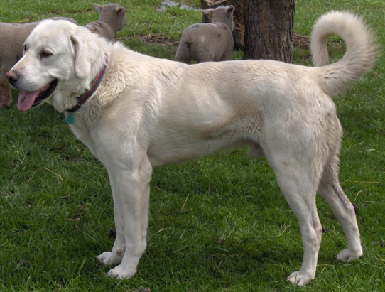 Wirehaired Pointing Griffon