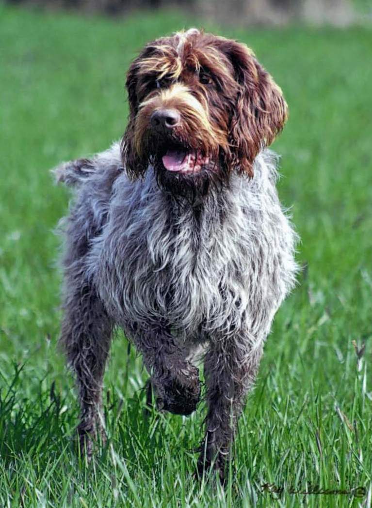 Wirehaired Pointing Griffon grooming