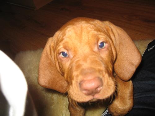 Wirehaired Vizsla